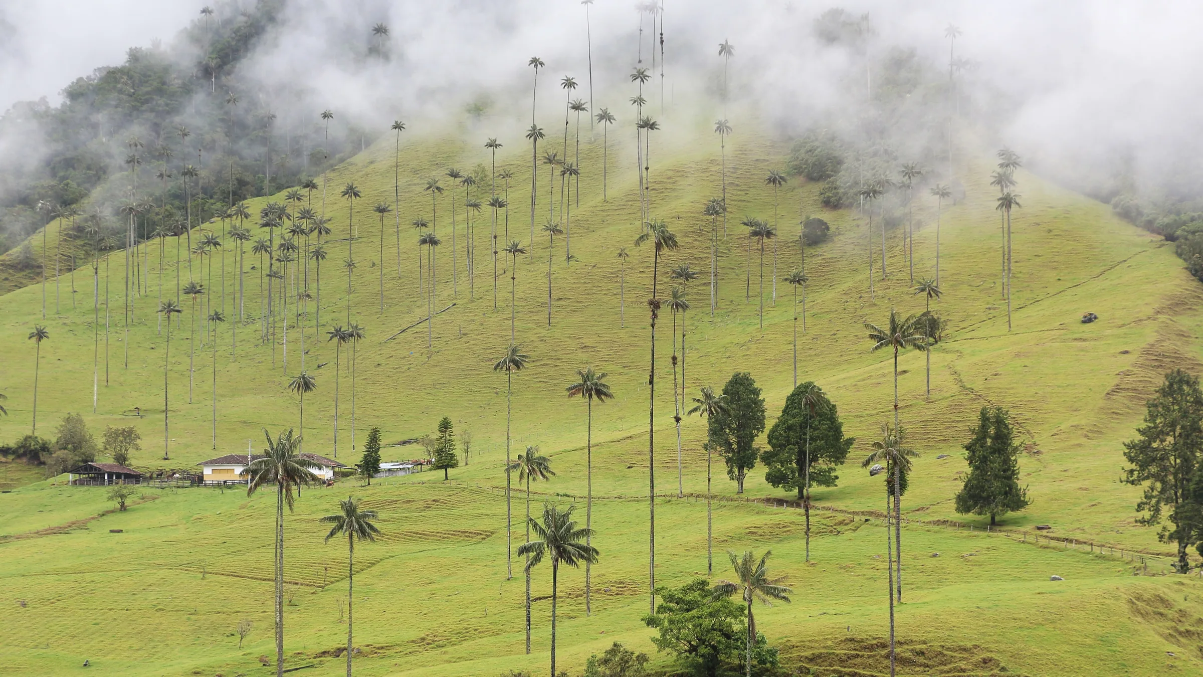 Montañas cafeteras del Quindío