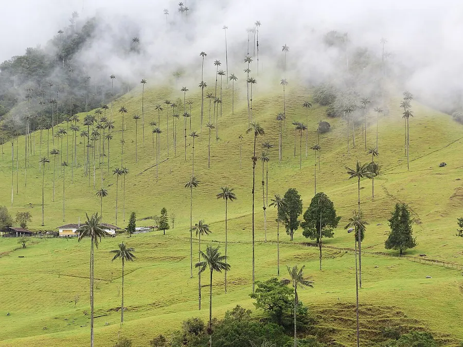 Palmas de cera del Valle del Cocora, Quindío